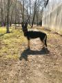 Отдаётся ВЕО "Божена". Только в добрые руки!