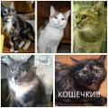 Котики и кошечки в дар