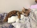 Кот Гарри ищет кошку для вязки