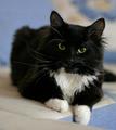 Пропал котик Кузя!