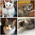 Котята в дар. Мальчики и девочки