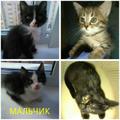 Котята в дар мальчики и девочки