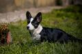 Welsh corgi cardigan