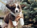 Welsh corgi cardigan