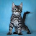 Норвежские лесные котята из питомника