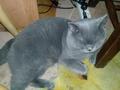 Вязка  с котом. Шотландский Шикарный Прямоухий  кот