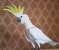 Желтохохлый какаду (cacatua galerita eleonora) ручные птенцы из питомников Европы