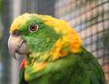 Роатанский желтошейный амазон (Amazona auropalliata caribae) - ручные птенцы из питомников Европы