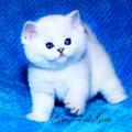Британская шиншилла котята шоу класс