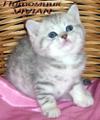 Британские котята вискас из питомника VIVIAN