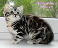 Британские котята мраморного окраса из питомника VIVIAN.