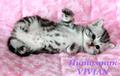 Британские мраморные котята из питомника VIVIAN.