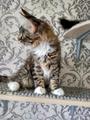 Мейн-кун кошечки. 3 мес.