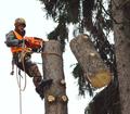 Удаление, спиливание деревьев в Андреевке