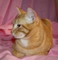 Котик Светик ищет дом