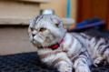 Вязка. Мраморный шотландский вислоухий кот приглашает на вязку