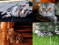 Вязка. Шотландский вислоушка приглашает кошечек