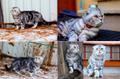 Вязка с шотландским вислоухим мачо котом, хотите котяток вам к нам