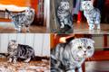 Вязка. Шотландский вислоухий мраморный красавец кот ищет подругу кошку