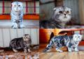 Вязка! красивый шотландский вислоухий кот приглашает кошечек на встречу