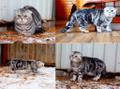 Вязка с шикарным шотландским вислоухим мачо котом