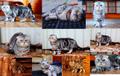 Вязка. Шотландский вислоухий котик ищет подругу шотландку и британку