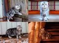 Вязка с очень красивым шотландским вислоухим котом, котята от него чудо