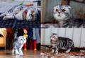 Вязка. Шотландский вислоухий кот красавчик ищет подругу для вязки.