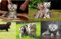 Вязка. Шотландский вислоухий мраморный кот ждет кошечку для любви