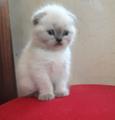 Гламурные котята фолд