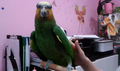 Амазон венесуэльский