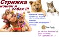Стрижки собак и кошек и чистка зубов ультразвуком