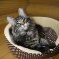 Котята мейн-кун
