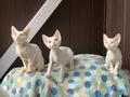 Кошечки породы Девон-рекс