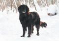 Гулдан: благородный великан с сердцем аристократа в поисках дома!