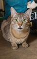 Наимилейший котик Матис ищет любящего хозяина!
