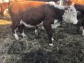 Бычки Герефрод на откорм