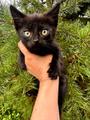 Чёрный котёнок Вук ищет заботливых хозяев