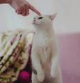 Чудо кошка в добрые руки