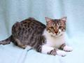 Котик Болик в добрые руки.