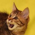 Продажа котят курильский бобтейл