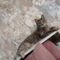 Семейная кошечка Полюшка.