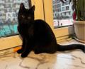 6 мес чёрная красавица Багира ищет дом!