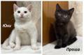 Котята мальчики Юки и Проша в добрые руки!