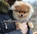 Померанцы, самые красивые щенки