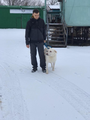 Добрейший лабрадор Беляш в дар
