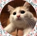 Москва и МО! Котенок ищет дом