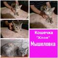 Отменные мышеловки и мышеловы ТУТ