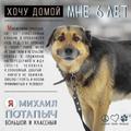 Галантный, порядочный, домашний пёс в самом расцвете сил ищет дом