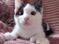 Необычный котенок ищет семью